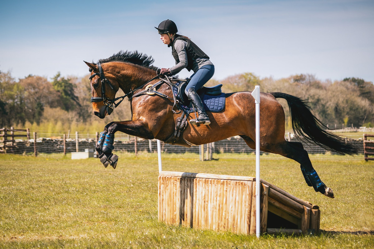 Horses grazing in the Devon countryside